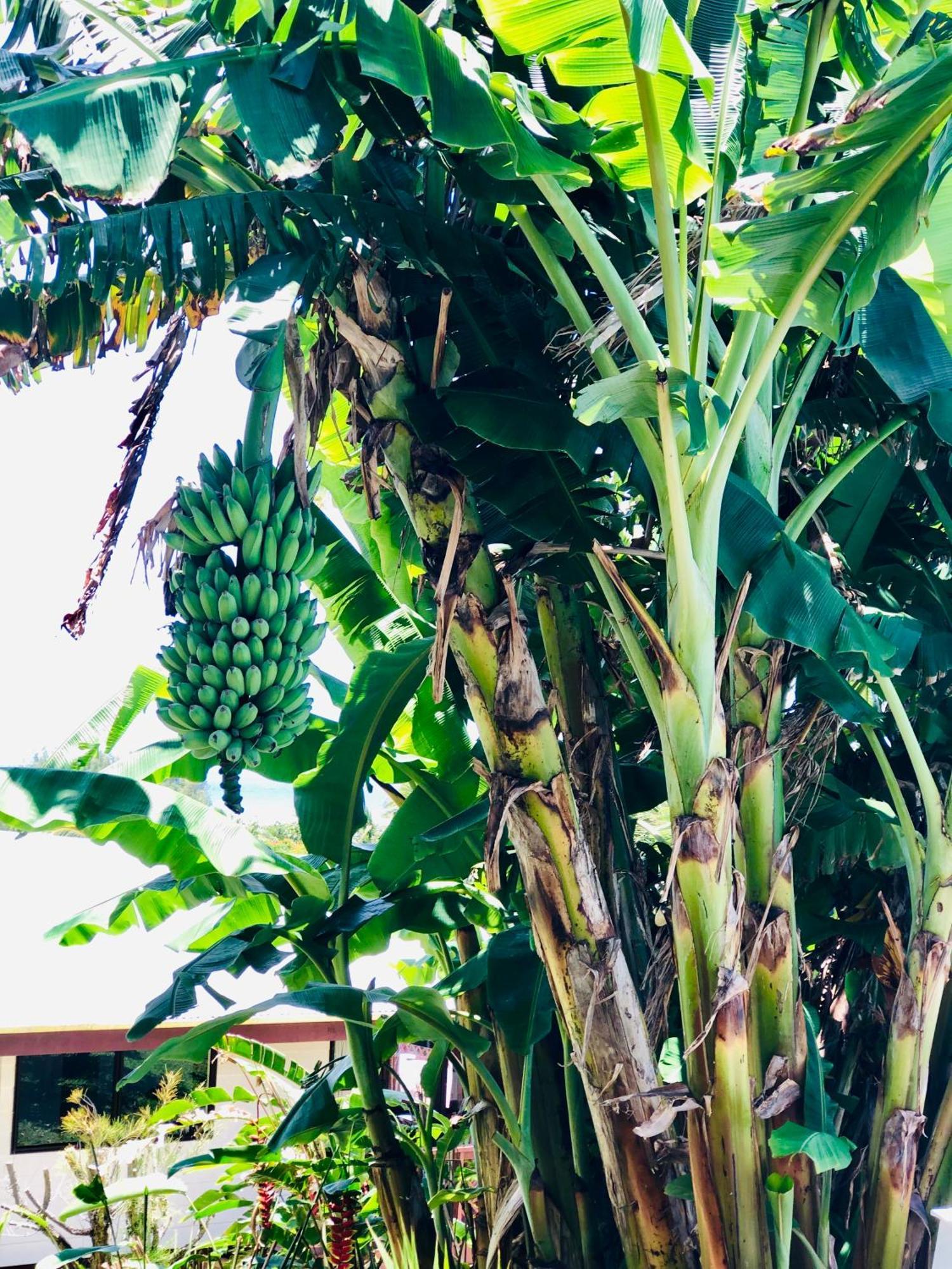 Muri Vista Villas Rarotonga Bagian luar foto